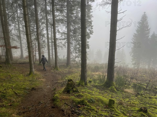 Winterberg, Sauerland, North Rhine-Westphalia, Germany - cloud forest on the hiking trail Sweden-Steig W1, forest near Winterberg-Schmallenberg, spruces in fog, moss on the forest floor
