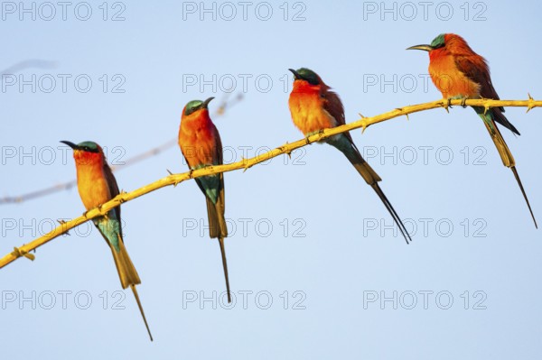 Carmine Bee-eater (Merops nubicus) South Luangwa NP Zambia August