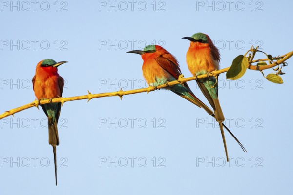 Carmine Bee-eater (Merops nubicus) South Luangwa NP Zambia August