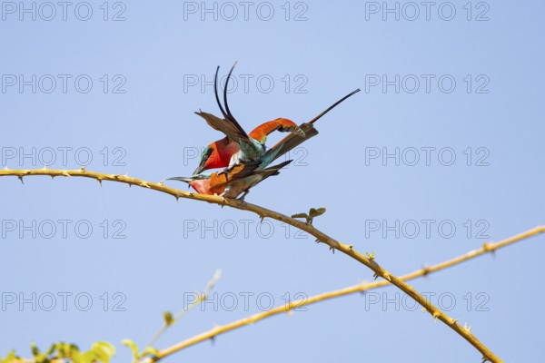 Carmine Bee-eater (Merops nubicus) mating South Luangwa NP Zambia August