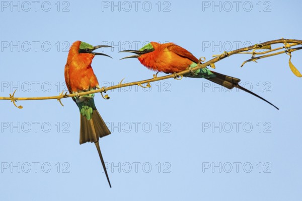 Carmine Bee-eater (Merops nubicus) Courtship behavier South Luangwa NP Zambia August
