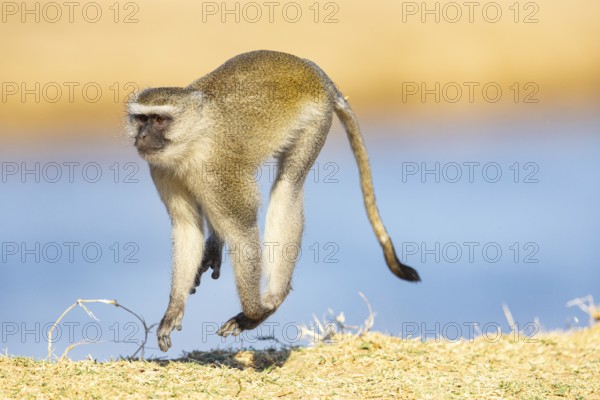 Vervet Monkey (Cercopithecus aethiops) South Luangwa NP Zambia August