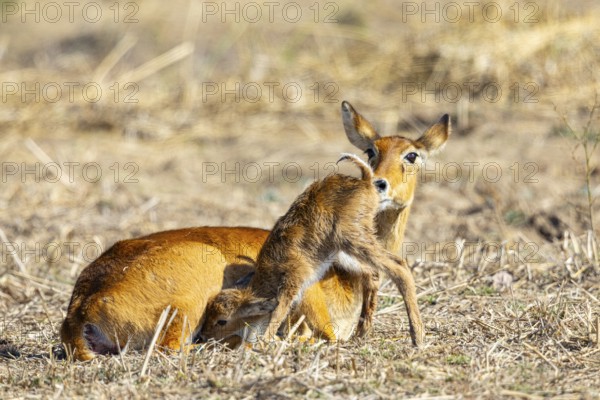 Puku (Kobus vardoni) female with new born fawn Zambia August