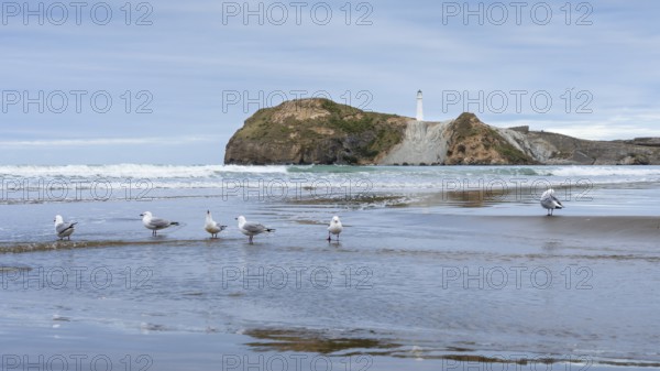 Castlepoint Beach with lighthouse on the rock, seagulls on the beach. Castlepoint, Wairarapa Coast, Wellington Region, North Island, New Zealand