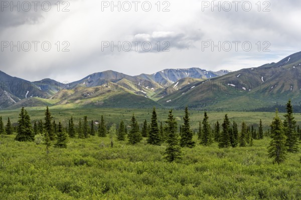 Individual conifers in the tundra, mountainous landscape, Denali National Park, Alaska, USA