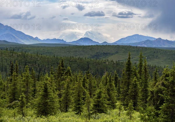 Boreal coniferous forest, taiga and white peak of Denali or Mount McKinley, mountainous landscape, Denali National Park, Alaska, USA