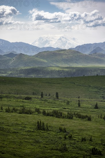 Tundra and glaciated peak of Denali or Mount McKinley, mountainous landscape, Denali National Park, Alaska, USA