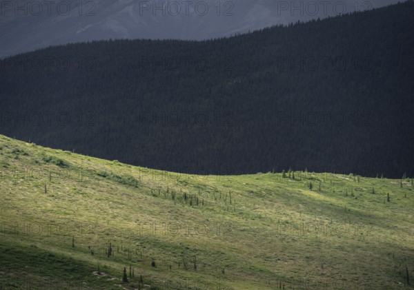 Tundra and taiga, barren meadow landscape and boreal coniferous forest, Denali National Park, Alaska, USA