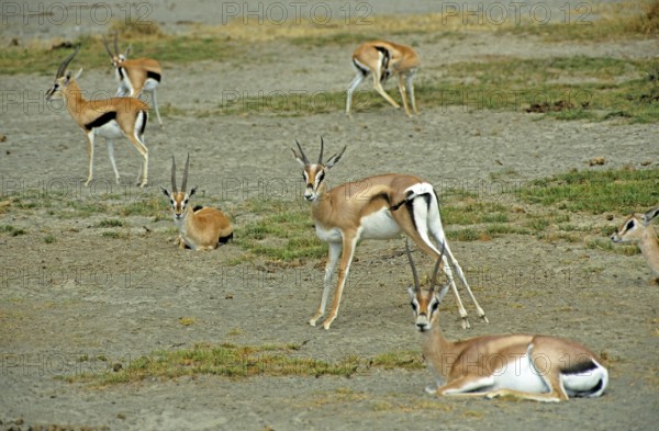 Thomson's gazelles (Eudorcas thomsoni) in the Ngorongoro Crater, Tanzania, Africa, June 2000, vintage, retro, old, historic