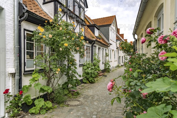Alley with rose bushes in the old town of Eckernförde, Schleswig-Holstein, Germany