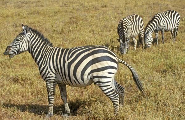 Steppe zebra (Equus quagga) in the Ngorongoro Crater, Tanzania, Africa, June 2000, vintage, retro, old, historical