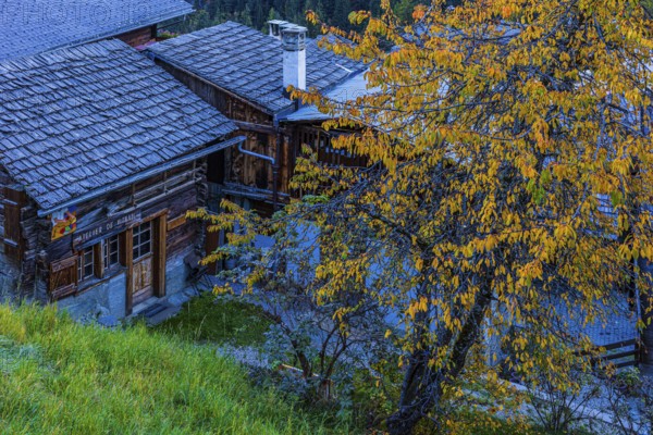 Old farmhouse and deciduous tree in autumn colors, Grimentz, Val d'Anniviers, Valais Alps, Canton of Valais, Switzerland