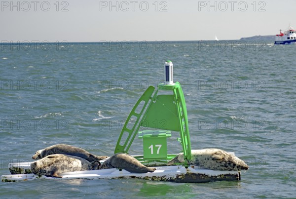 Three seals rest on a buoy in the sea, surrounded by water and distance, Firth of Forth, Edinburgh, Scotland, Great Britain