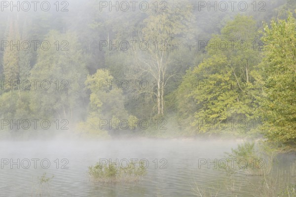 Hennesee, rising clouds of fog in front of the deciduous forest near the shore, Hennetalsperre, Sauerland-Rothaargebirge nature park Park, North Rhine-Westphalia, Germany