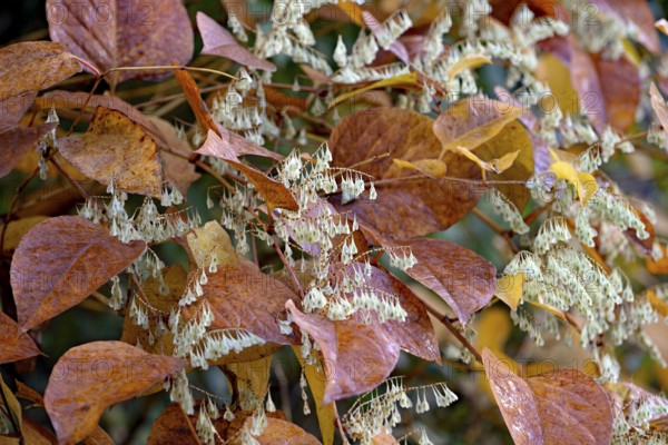 Reynoutria japonica (Fallopia japonica) in autumn with winged fruit, North Rhine-Westphalia, Germany