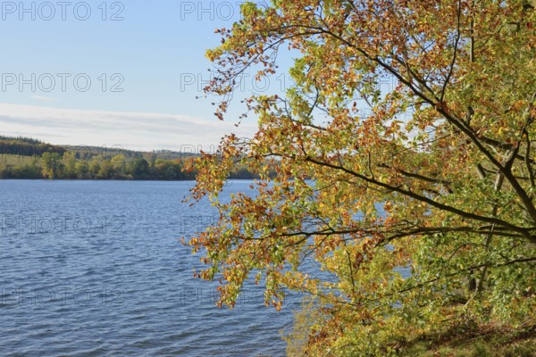 Deciduous trees with autumn leaves on the banks of Lake Möhnesee, Möhnetalsperre, North Rhine-Westphalia, Germany