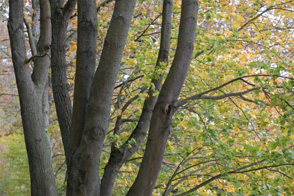Deciduous trees, maple (Acer), branches with autumn leaves in strong wind, Möhnesee, Möhnetalsperre, North Rhine-Westphalia, Germany