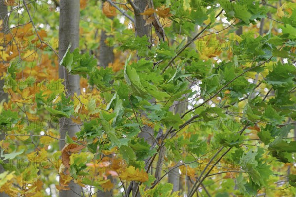 Red oak (Quercus rubra), branches with autumn leaves in strong wind, Möhnesee, Möhnetalsperre, North Rhine-Westphalia, Germany