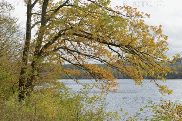 Deciduous trees, oak (Quercus) with autumn leaves on the lakeshore, overcast sky, Möhnesee, Möhnetalsperre, North Rhine-Westphalia, Germany