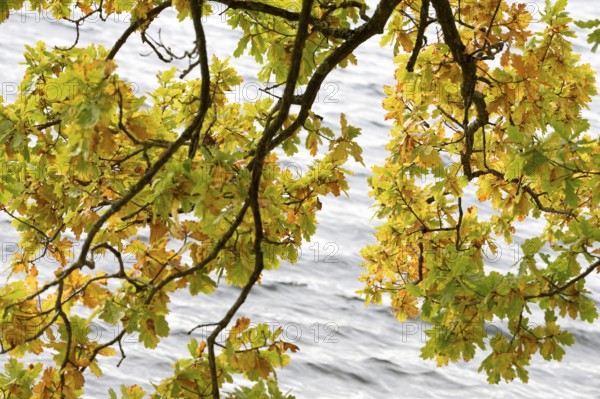 Deciduous tree, oak (Quercus), branches with autumn leaves hanging above the water surface, Möhnesee, Möhnetalsperre, North Rhine-Westphalia, Germany