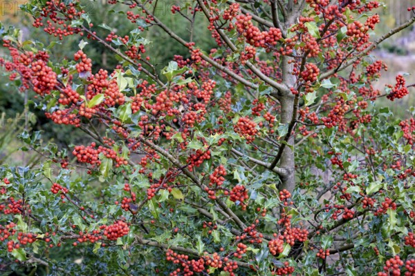 European holly (Ilex aquifolium), branches with red fruits, female plant, North Rhine-Westphalia, Germany