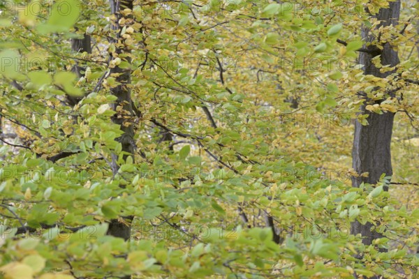 Deciduous trees, hornbeam (Carpinus betulus), branches with autumn leaves in strong wind, Möhnesee, Möhnetalsperre, North Rhine-Westphalia, Germany