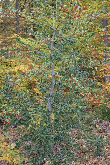 European holly (Ilex aquifolium), branches with red fruits, female plant, North Rhine-Westphalia, Germany