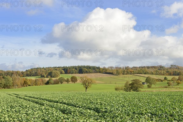 View of a field and meadow landscape in autumn, blue cloudy sky, North Rhine-Westphalia, Germany