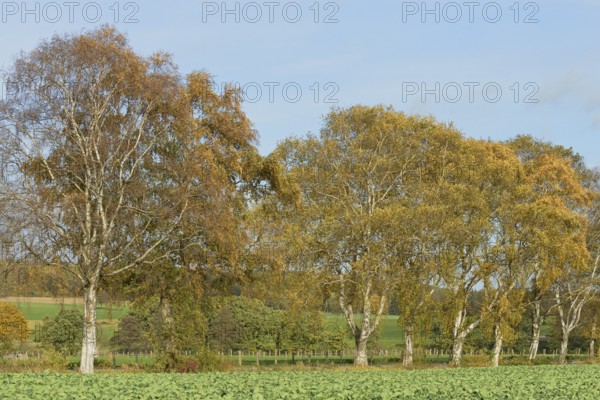 Deciduous tree, birch (Betula), row of trees with autumn leaves, blue cloudy sky, North Rhine-Westphalia, Germany