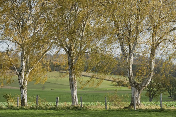 Deciduous tree, birch (Betula), row of trees with autumn leaves, North Rhine-Westphalia, Germany