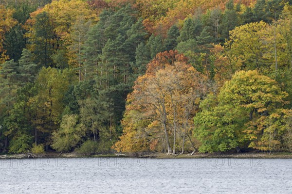 View over Lake Möhnesee, mixed autumn forest on the shore, Möhnetalsperre, North Rhine-Westphalia, Germany