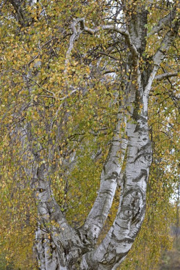 Deciduous tree, birch (Betula), view into the treetop, North Rhine-Westphalia, Germany