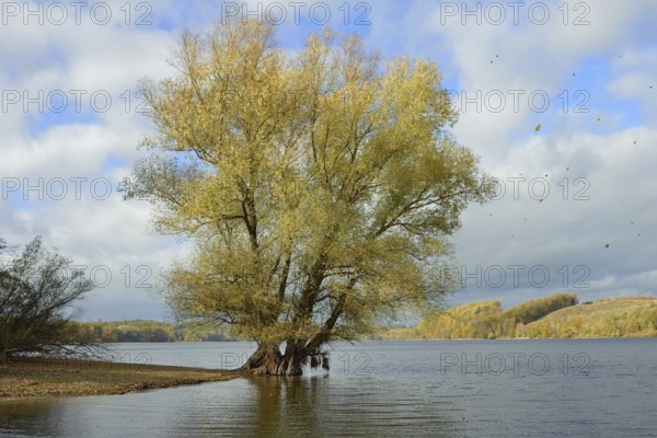 Willow (Salix) with autumn leaves on the lakeshore, blue cloudy sky, Möhnesee, Möhnetalsperre, North Rhine-Westphalia, Germany
