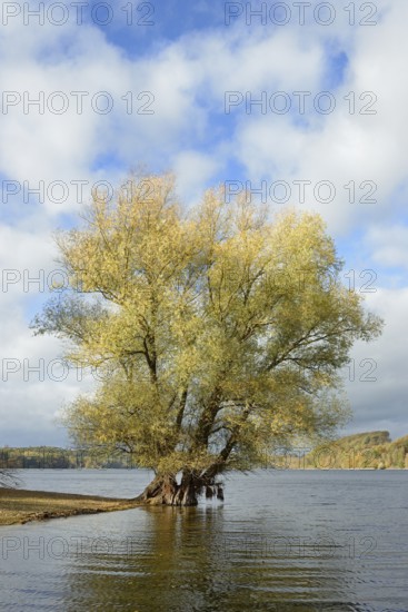 Willow (Salix) with autumn leaves on the lakeshore, blue cloudy sky, Möhnesee, Möhnetalsperre, North Rhine-Westphalia, Germany