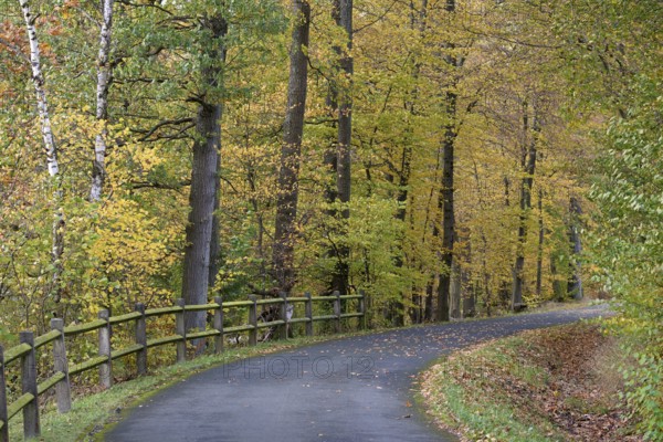 Riverside trail leads through the autumn forest at Möhnesee, Möhnetalsperre, North Rhine-Westphalia, Germany