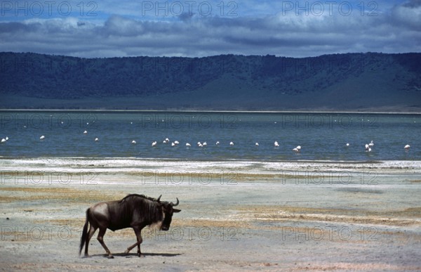 Wildebeest (Connochaetes taurinus), flamingos, Ngorongoro Crater, Tanzania, June 2000, vintage, retro, old, historical