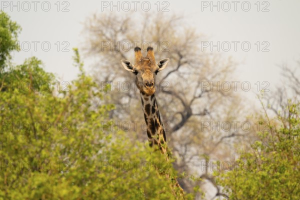 Angola giraffe (Giraffa giraffa angolensis), Okavango Delta, Moremi Game Reserve, Botswana
