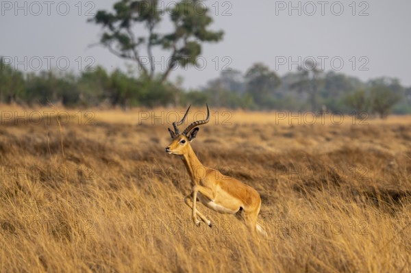 Impala (Aepyceros melampus) male jumping, running, on the run, Xakanaxa, Okavango Delta, Moremi Game Reserve, Botswana