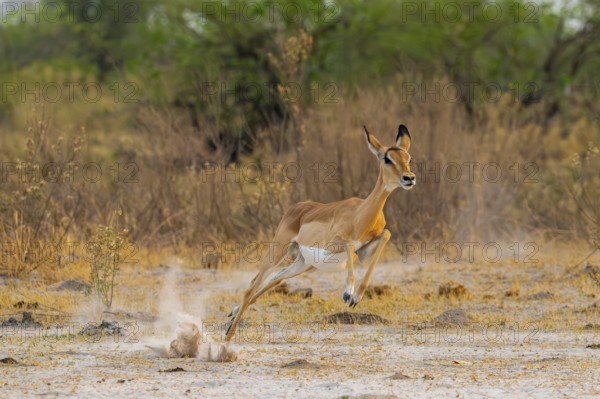 Impala (Aepyceros melampus) female jumping, running, on the run, Xakanaxa, Okavango Delta, Moremi Game Reserve, Botswana