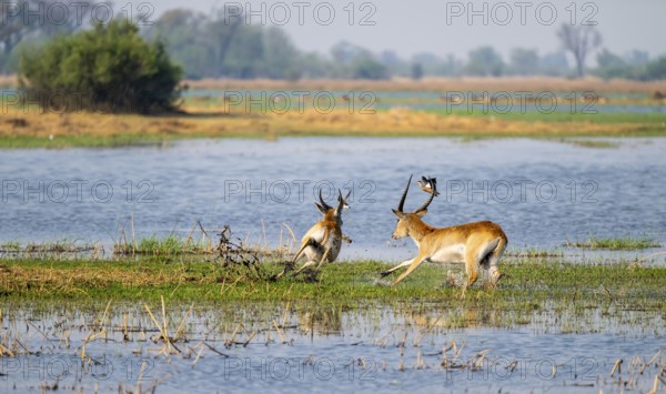 Letschwe or lychee moor antelope (Kobus leche), adult male running, Xakanaxa, Okavango Delta, Moremi Game Reserve, Botswana