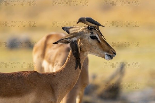 Impala (Aepyceros melampus) and red-billed oxpecker (Buphagus africanus), Xakanaxa, Okavango Delta, Moremi Game Reserve, Botswana