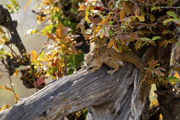 Ochre-footed bush squirrel (Paraxerus cepapi) on a branch, Xakanaxa, Okavango Delta, Moremi Game Reserve, Botswana