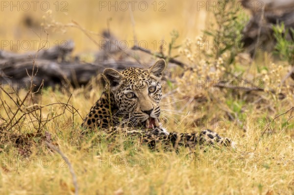Leopard in the grass, Xakanaxa, Okavango Delta, Moremi Game Reserve, Botswana