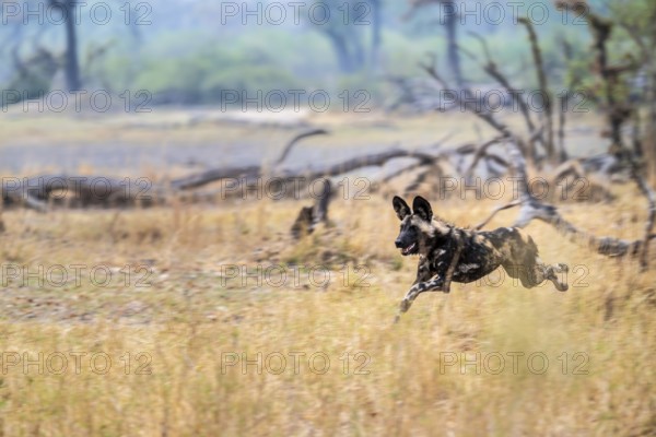 African wild dog (Lycaon pictus) running, hunting, Xakanaxa, Okavango Delta, Moremi Game Reserve, Botswana