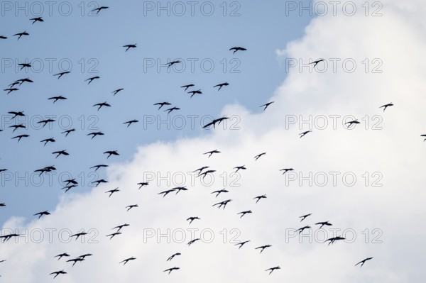 Pink pelican (Pelecanus onocrotalus), flock of birds circling in the sky, birds in flight, Namibia