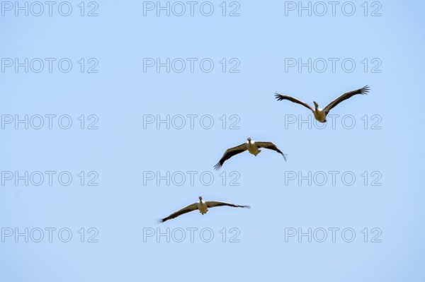 Pink pelican (Pelecanus onocrotalus) in flight, on the Kavango River, Namibia