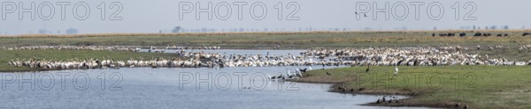 Panorama, Pink pelican (Pelecanus onocrotalus), flock at the Kavango River, Namibia