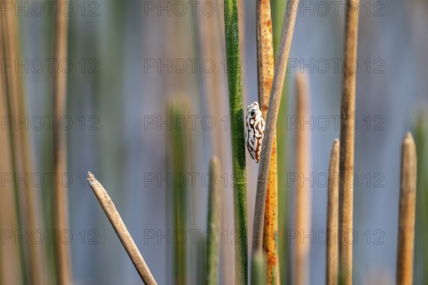 Marble reed frog (Hyperolius marmoratus), white frog sitting on a papyrus, Xakanaxa Lagoon, Okavango Delta, Moremi Game Reserve, Botswana
