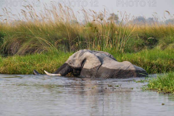 African elephant (Loxodonta africana) swimming in the swamp, Xakanaxa Lagoon, Okavango Delta, Moremi Game Reserve, Botswana