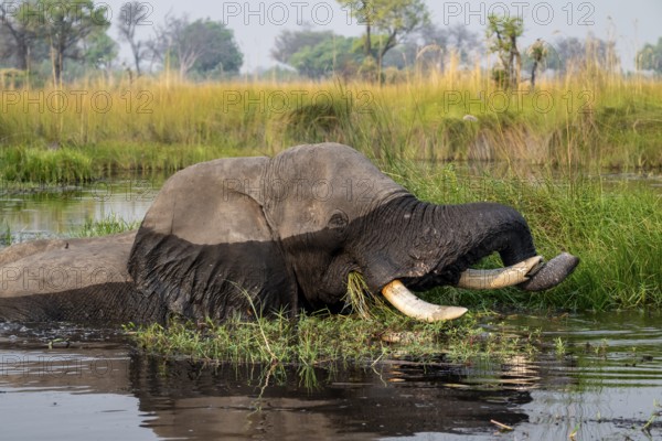 African elephant (Loxodonta africana) in the swamp, Xakanaxa Lagoon, Okavango Delta, Moremi Game Reserve, Botswana